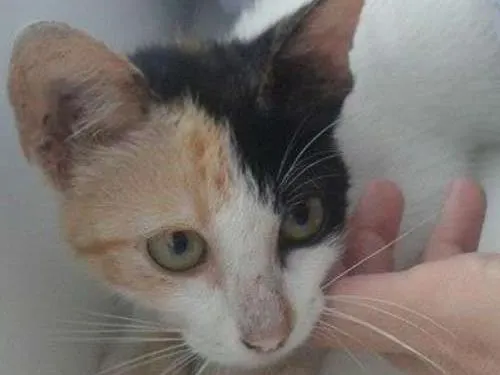 Gato ra a viralata idade 2 a 6 meses nome sem nome