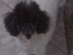 Cachorro ra a Poodle idade 4 anos nome Katarina