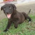 Neguinha