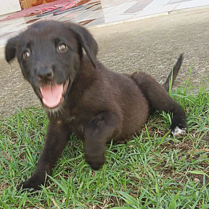 Cachorro ra a Desconhecido idade 2 a 6 meses nome Neguinha