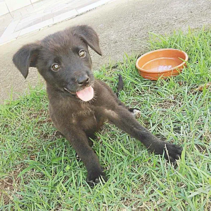 Cachorro ra a Desconhecido idade 2 a 6 meses nome Neguinha