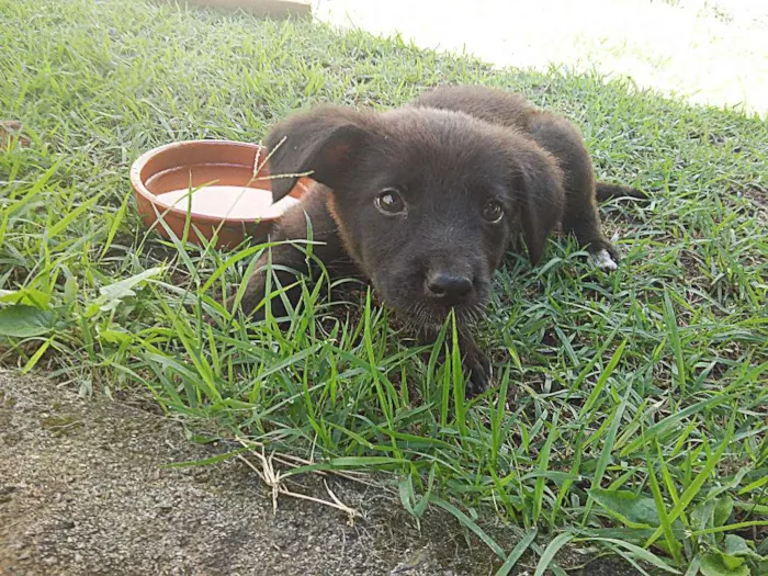 Cachorro ra a Desconhecido idade 2 a 6 meses nome Neguinha