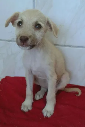 Cachorro raça Não Definida idade Abaixo de 2 meses nome Estopinha