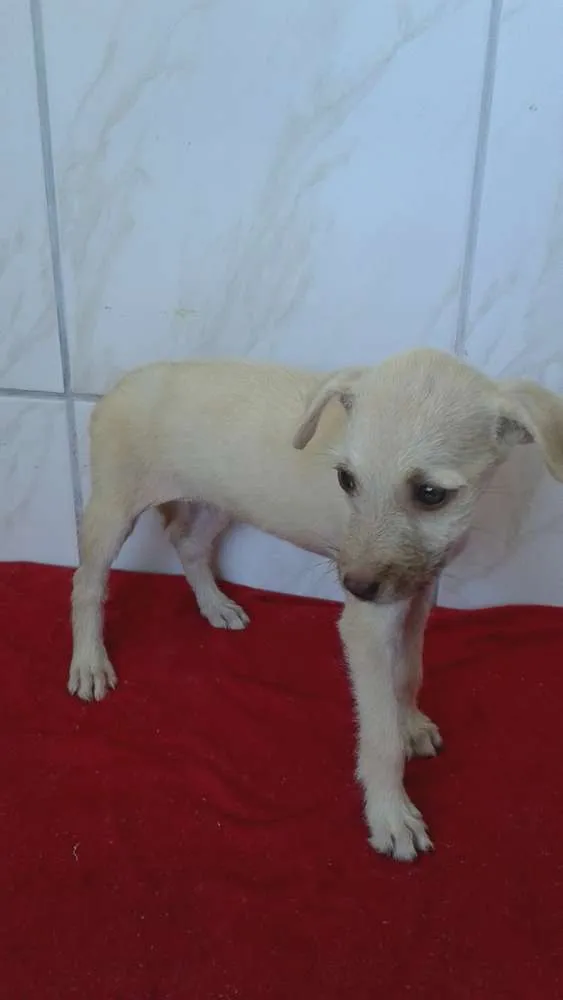 Cachorro raça Não Definida idade Abaixo de 2 meses nome Estopinha