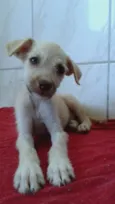 Estopinha