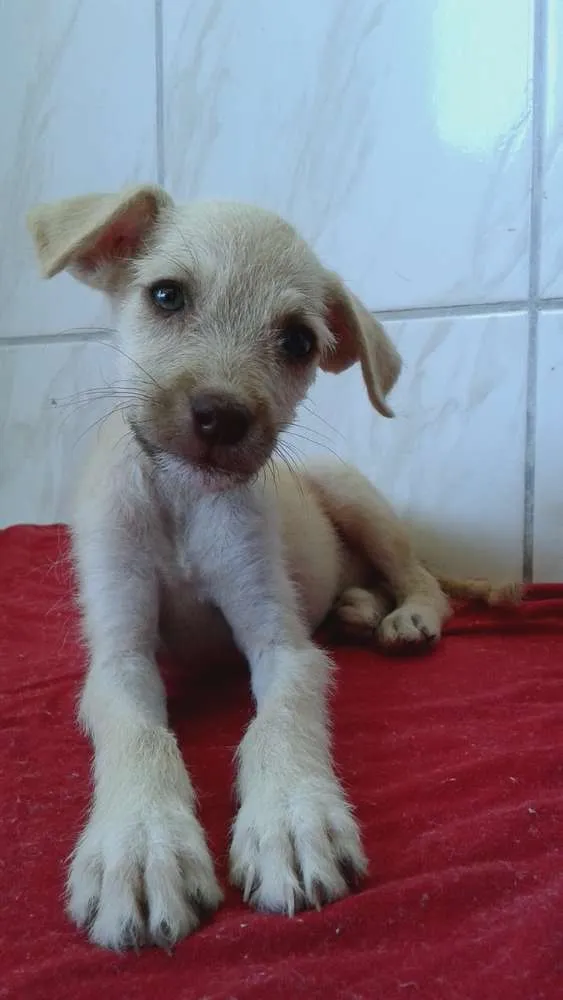 Cachorro raça Não Definida idade Abaixo de 2 meses nome Estopinha