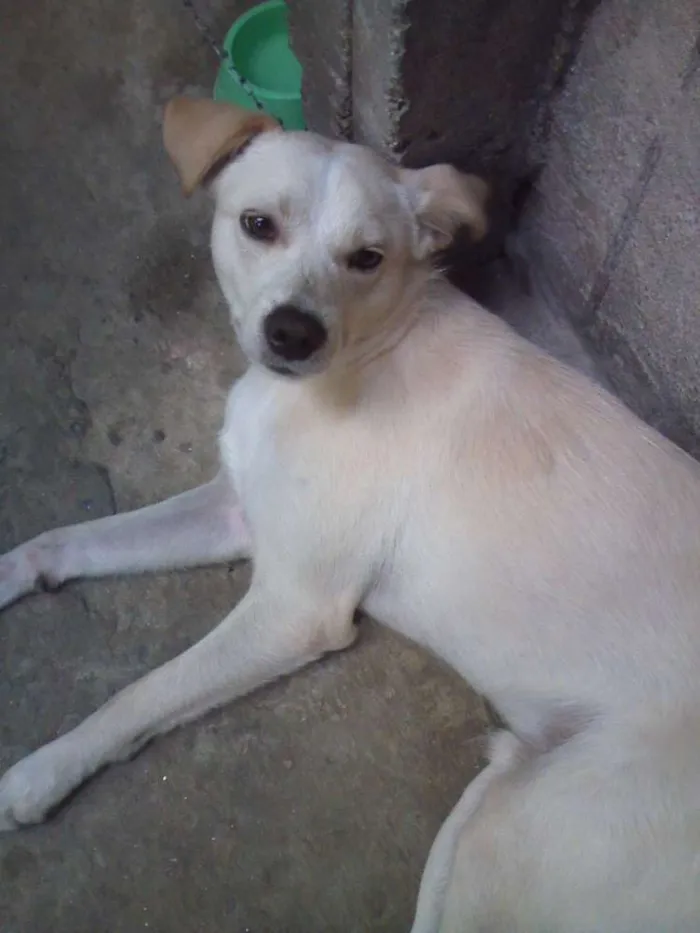 Cachorro raça SRD idade 1 ano nome Simba