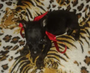 Cachorro raça sem raça definida idade Abaixo de 2 meses nome Plutos,Pandora e Amora