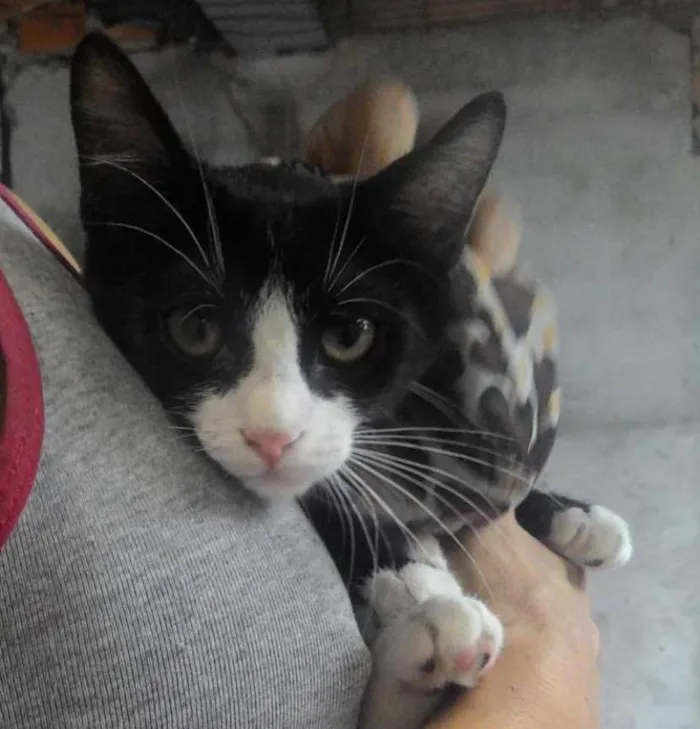 Gato ra a SRD idade 2 a 6 meses nome GIOVANNI