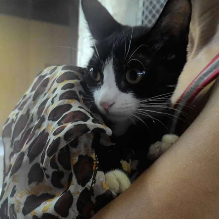 Gato ra a SRD idade 2 a 6 meses nome GIOVANNI