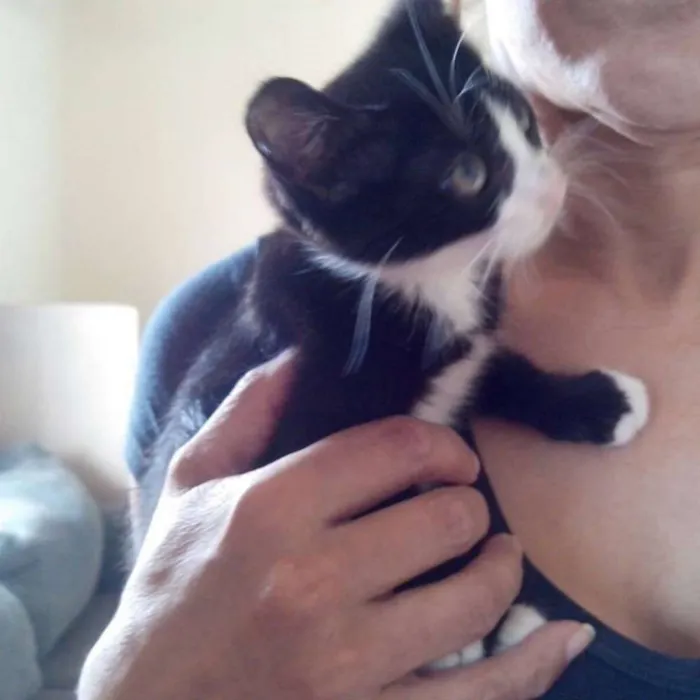 Gato ra a SRD idade 2 a 6 meses nome GIOVANNI
