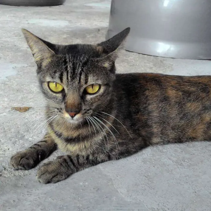 Gato ra a SRD idade 7 a 11 meses nome LIVVIE