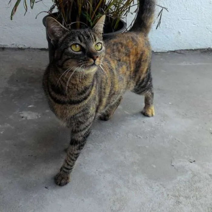 Gato ra a SRD idade 7 a 11 meses nome LIVVIE