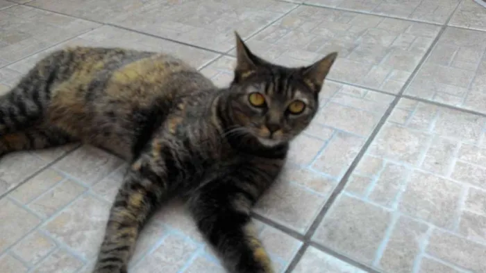 Gato ra a SRD idade 7 a 11 meses nome LIVVIE