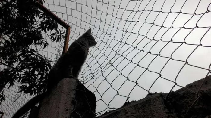 Gato ra a SRD idade 7 a 11 meses nome LIVVIE