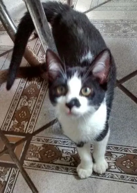 Gato ra a SRD idade 2 a 6 meses nome JOHN