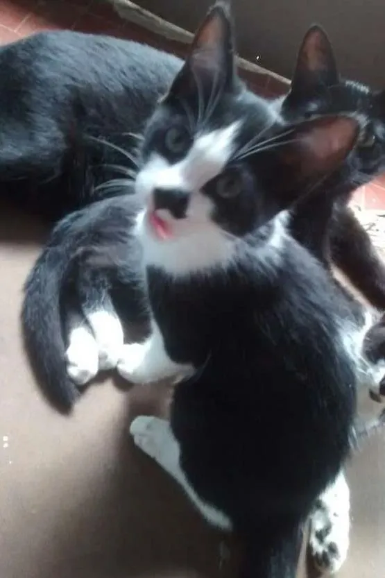 Gato ra a SRD idade 2 a 6 meses nome JOHN
