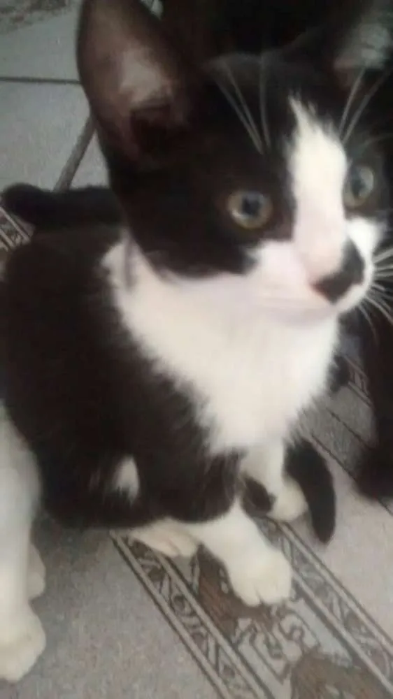 Gato ra a SRD idade 2 a 6 meses nome JOHN