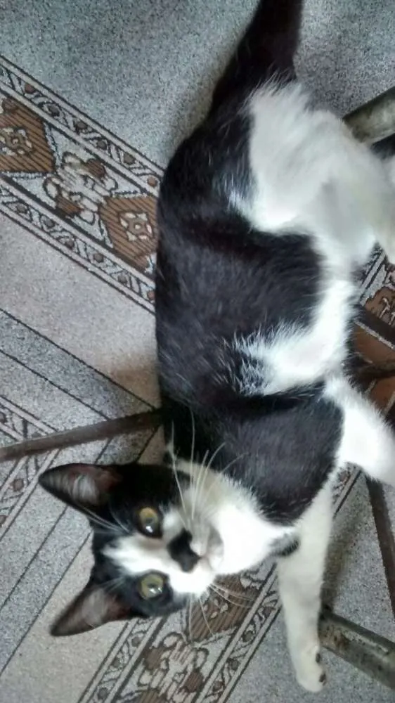 Gato ra a SRD idade 2 a 6 meses nome JOHN