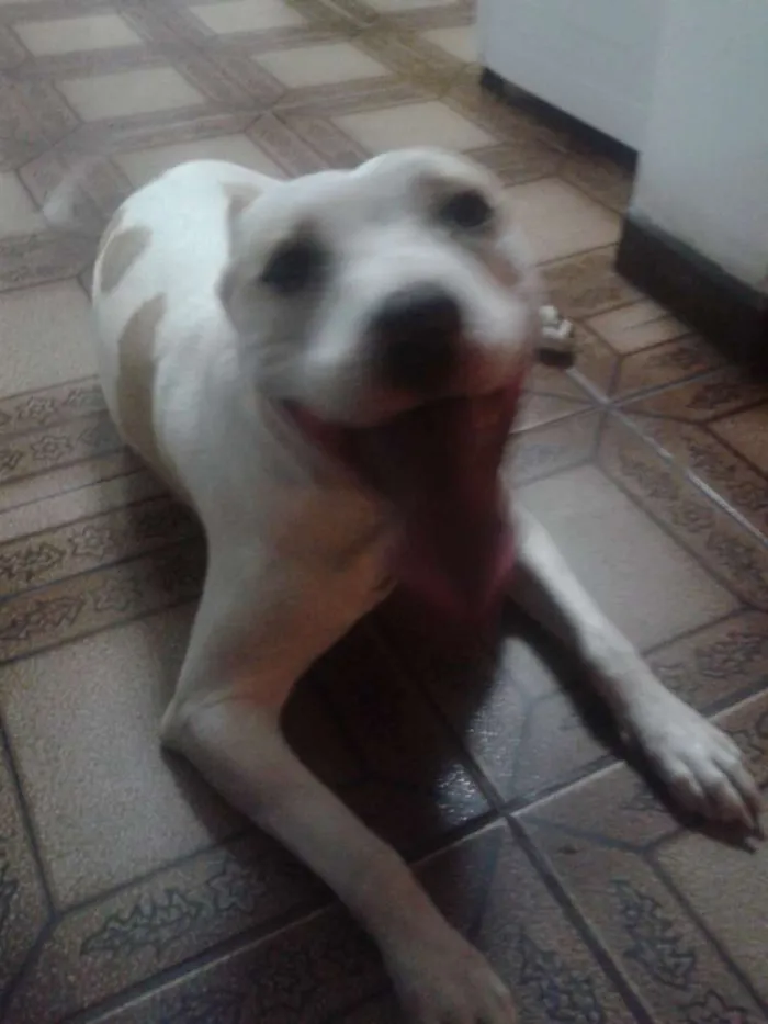 Cachorro ra a Pitbull com vira lata  idade 2 a 6 meses nome Sophie