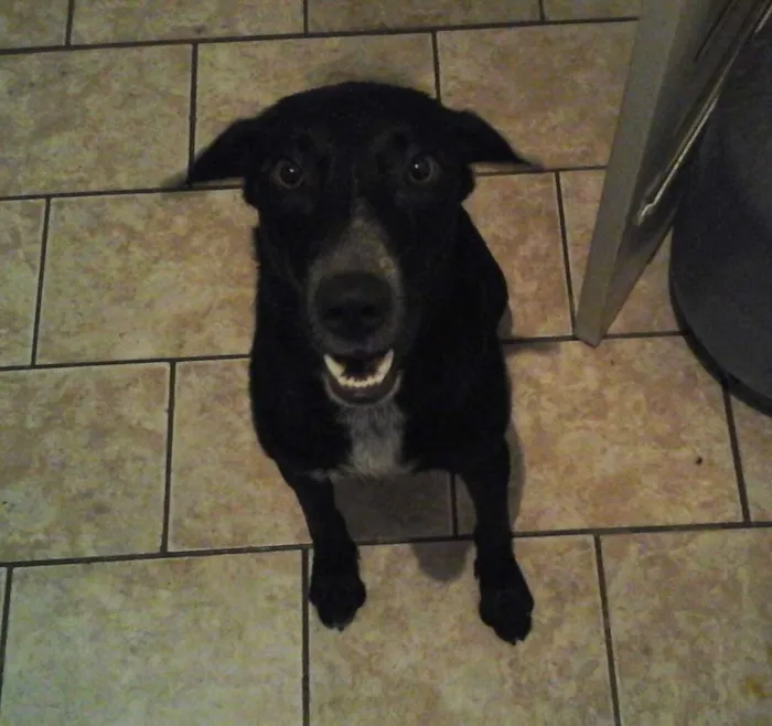 Cachorro ra a Labrador/ Bull Terrier idade 1 ano nome Ozzy