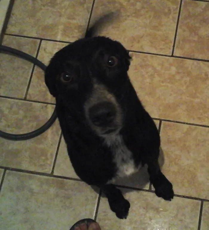 Cachorro ra a Labrador/ Bull Terrier idade 1 ano nome Ozzy