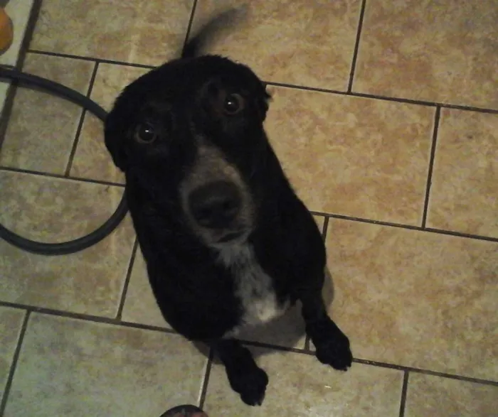Cachorro ra a Labrador/ Bull Terrier idade 1 ano nome Ozzy