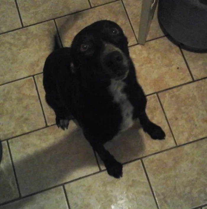 Cachorro ra a Labrador/ Bull Terrier idade 1 ano nome Ozzy