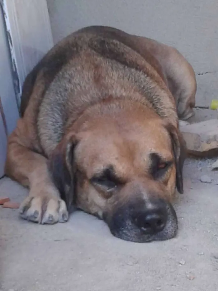 Cachorro ra a ViraLata idade 2 anos nome Rubì