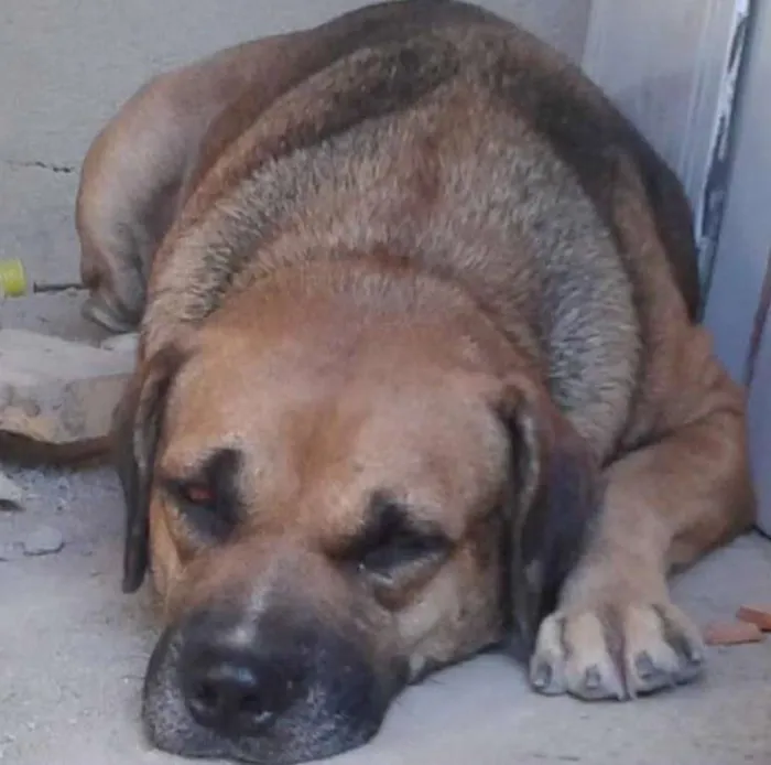 Cachorro ra a ViraLata idade 2 anos nome Rubì