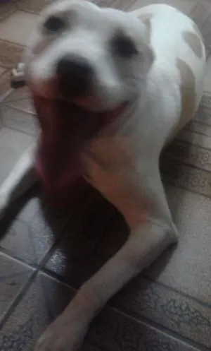 Cachorro raça Pitbull com vira lata  idade 2 a 6 meses nome Sophie