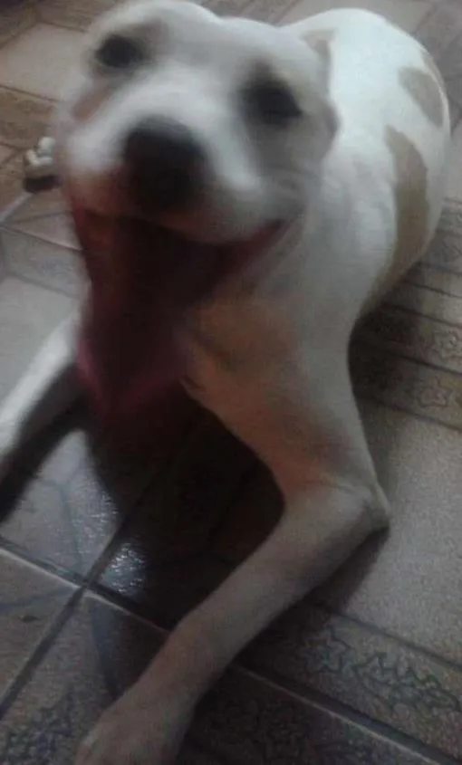 Cachorro ra a Pitbull com vira lata  idade 2 a 6 meses nome Sophie