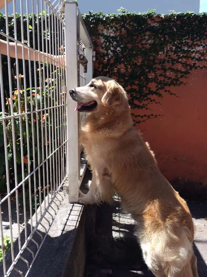 Cachorro raça Goden Retriever idade 6 ou mais anos nome Brad