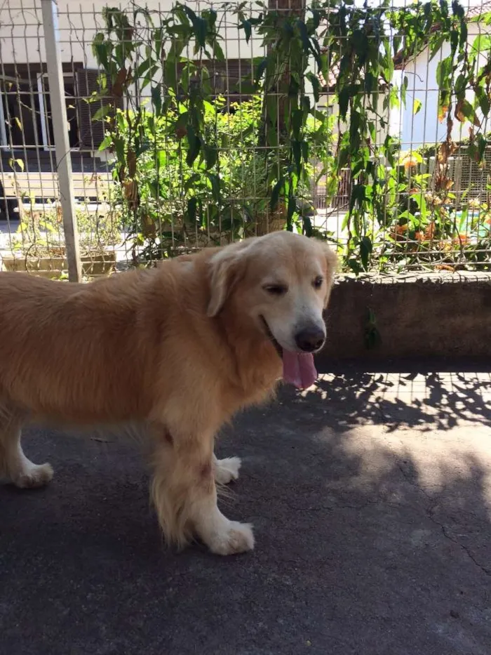 Cachorro raça Goden Retriever idade 6 ou mais anos nome Brad
