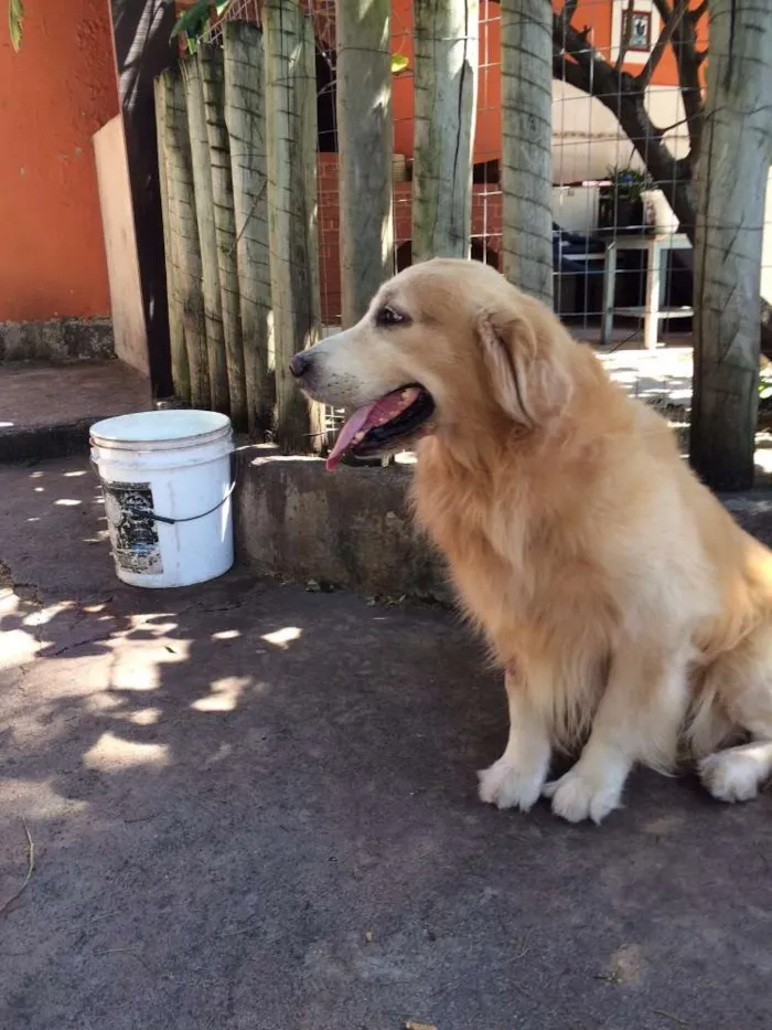 Cachorro raça Goden Retriever idade 6 ou mais anos nome Brad