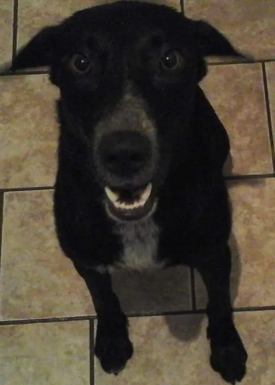 Cachorro ra a Labrador/ Bull Terrier idade 1 ano nome Ozzy