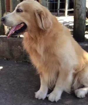 Cachorro raça Goden Retriever idade 6 ou mais anos nome Brad