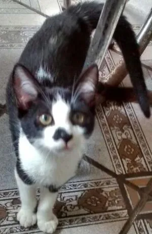 Gato raça SRD idade 2 a 6 meses nome JOHN
