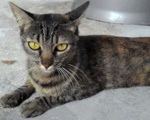Gato raça SRD idade 7 a 11 meses nome LIVVIE
