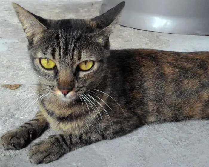 Gato ra a SRD idade 7 a 11 meses nome LIVVIE