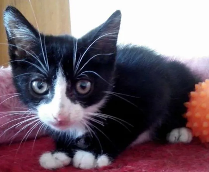 Gato ra a SRD idade 2 a 6 meses nome GIOVANNI