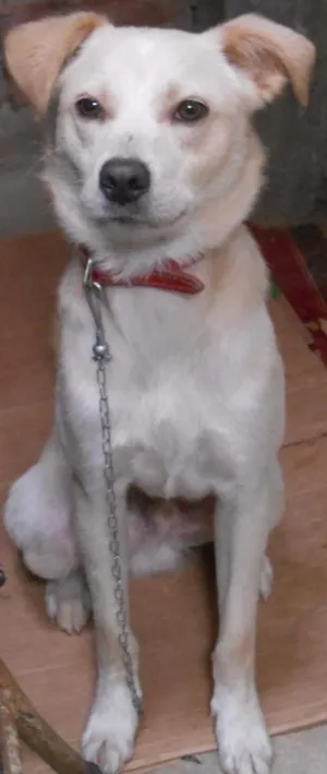 Cachorro raça SRD idade 1 ano nome Simba