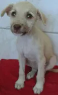Estopinha