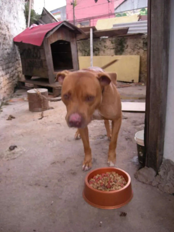 Cachorro ra a Pit-Bull idade 5 anos nome Bethoven