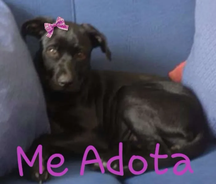 Cachorro ra a Srd idade 2 a 6 meses nome Mel