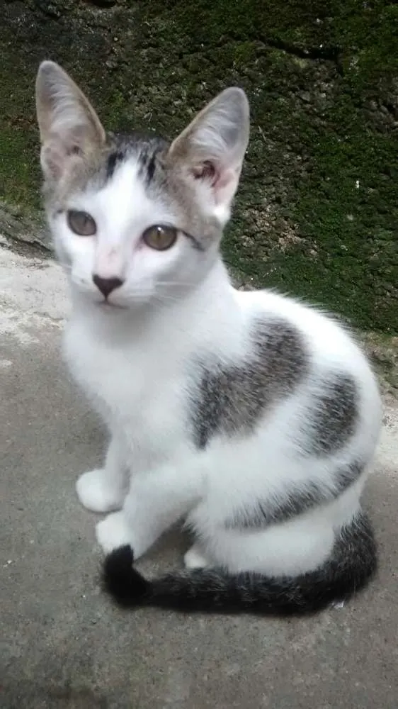 Gato ra a SRD idade 2 a 6 meses nome NINA