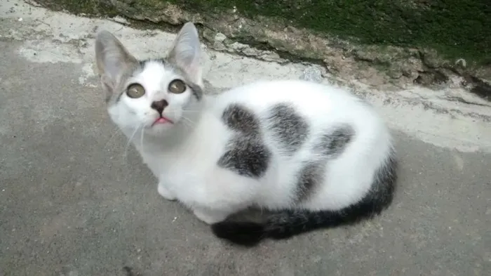 Gato ra a SRD idade 2 a 6 meses nome NINA