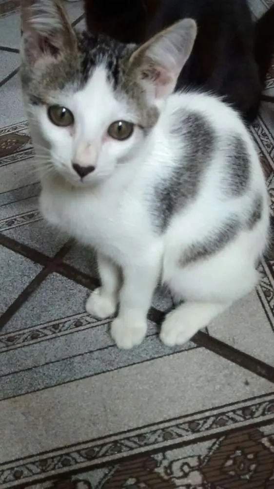 Gato ra a SRD idade 2 a 6 meses nome NINA