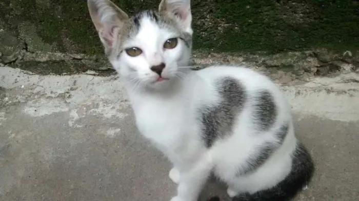 Gato ra a SRD idade 2 a 6 meses nome NINA