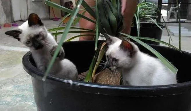 Gato ra a SRD idade 2 a 6 meses nome LILÍ e VIVÍ